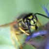 Vespula vulgaris